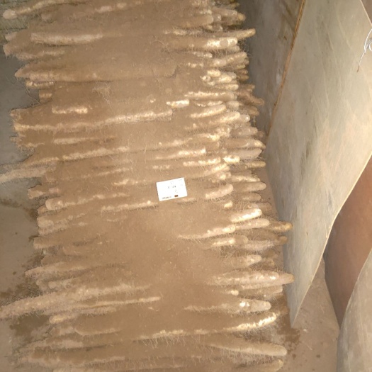 新绛县麻山药 70~90cm