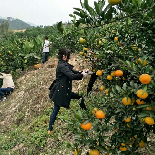 丹江口市柑桔  武当蜜橘国家地


武当蜜橘个人种植绿色水果果园直发