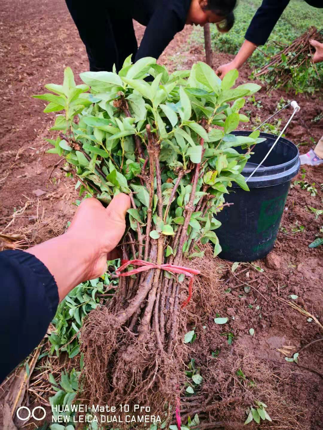 北花一号金银花苗，半个月不开花的金银花