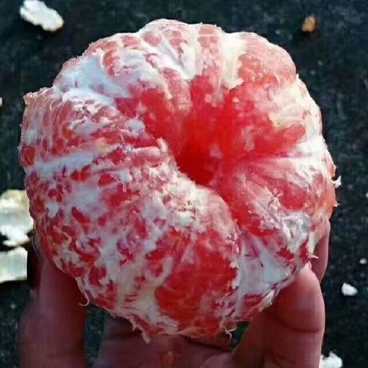 荔浦市血橙苗 嫁接苗 0.5~1米