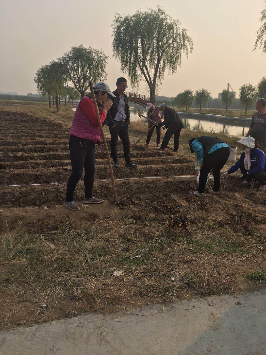 多花芍药 0.5米以下 20cm以上