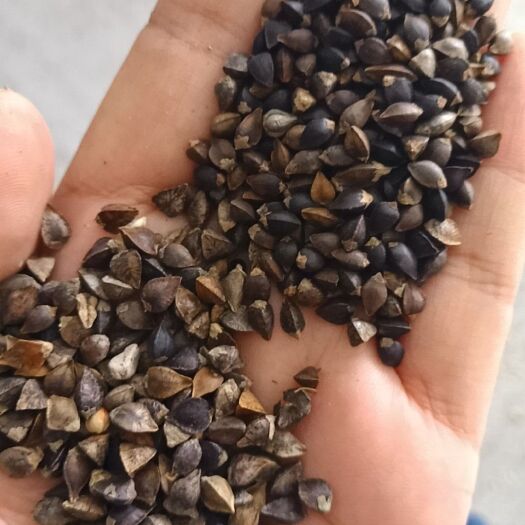 中牟县普通荞麦。苦荞。甜荞