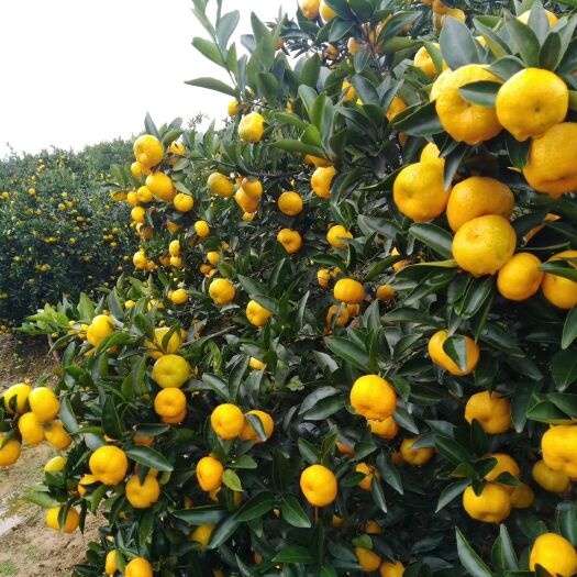 南丰县蜜桔 3.5 - 4cm 1两以下