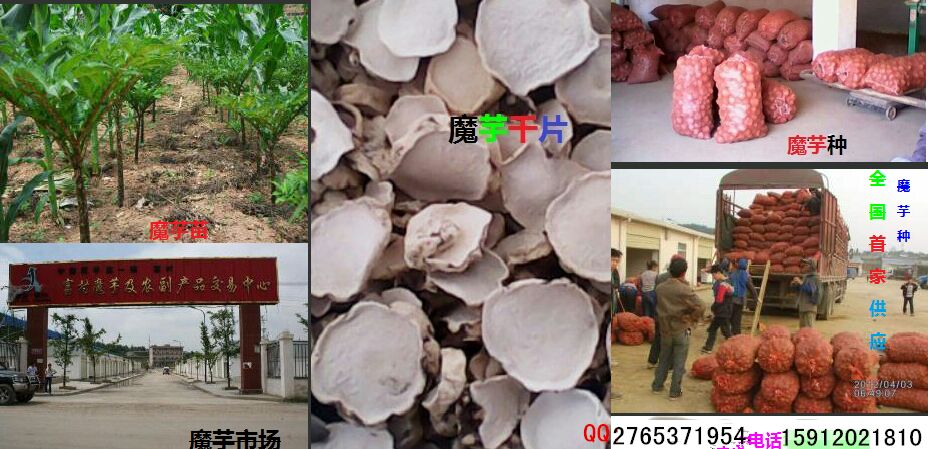 魔芋种子  产地直供优质魔芋种周边送货保价回收