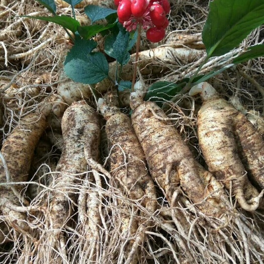 留坝县种植参 