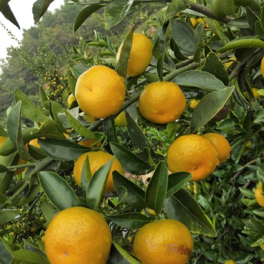 南丰县蜜桔 3.5 - 4cm 1两以下