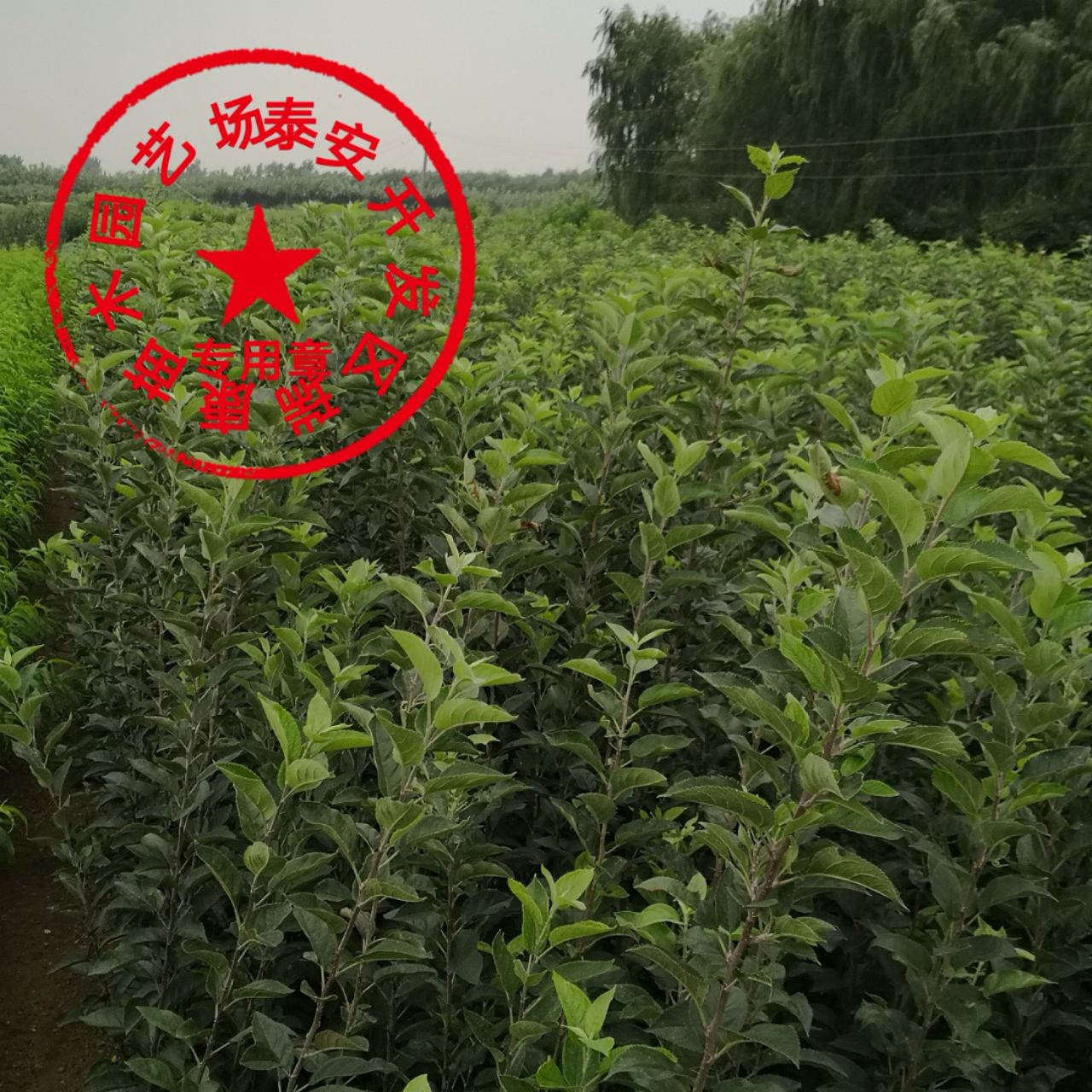 鲁丽苹果苗 1~1.5米 