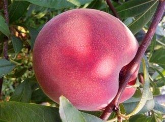 秋彤桃树苗 0.5~1米