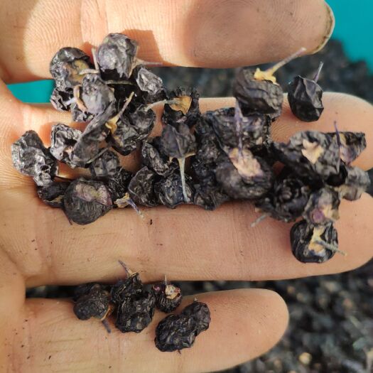 格尔木市黑枸杞 统货