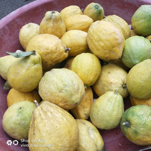 东兰县香水柠檬 5 - 6两