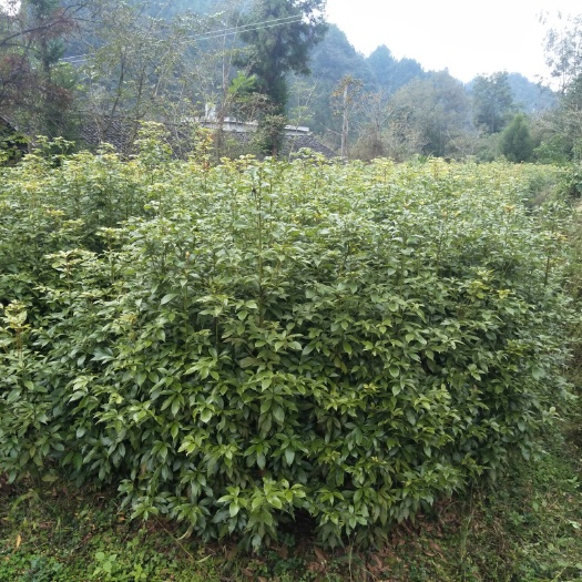 龙山县小叶桢楠