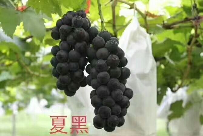 稷山县夏黑葡萄苗 