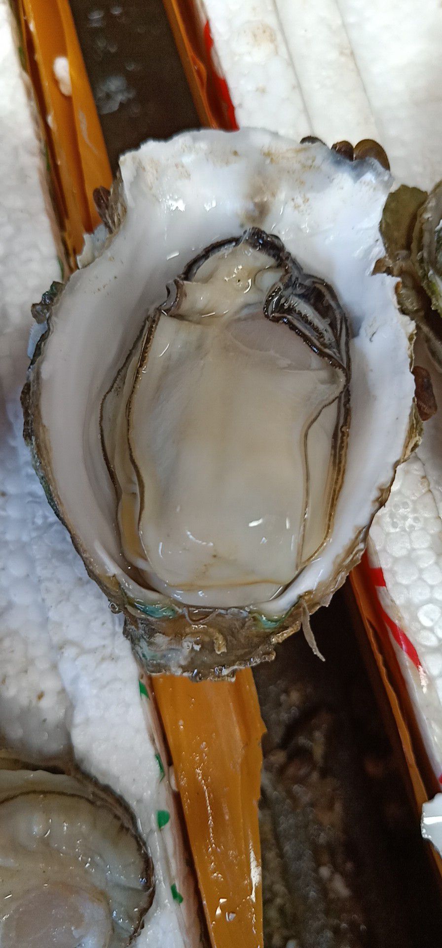 湛江牡蛎 人工养殖 4-5两/只