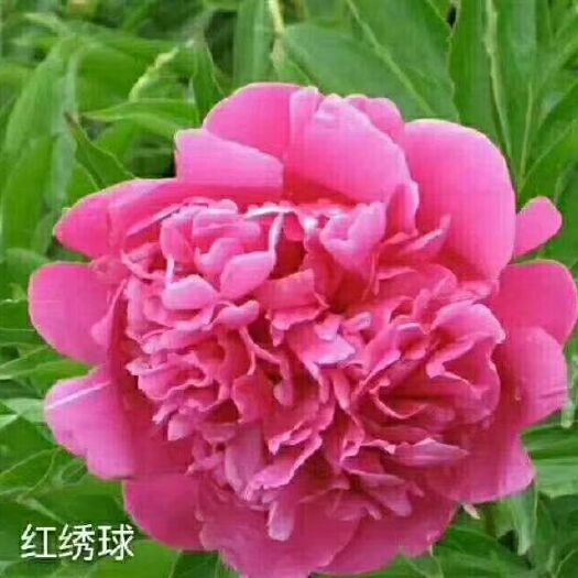  牡丹苗 花王牡丹 牡丹花  品种牡丹 ，品种齐全，保成活率