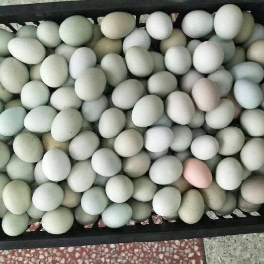 松滋市绿壳鸡蛋 食用 箱装 