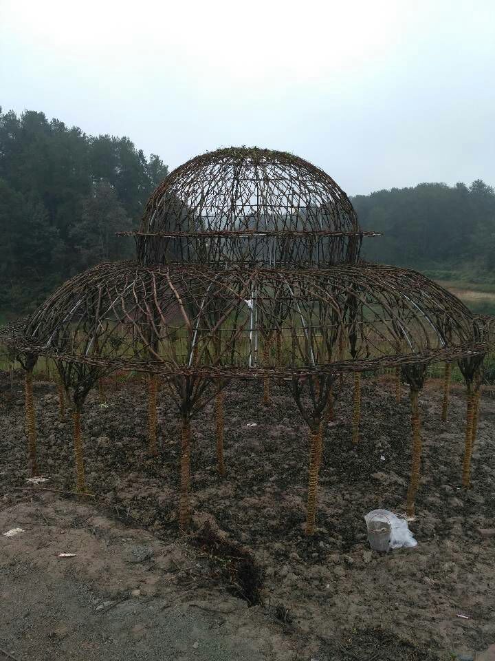  种植户直销，高度1米左右，三红紫薇