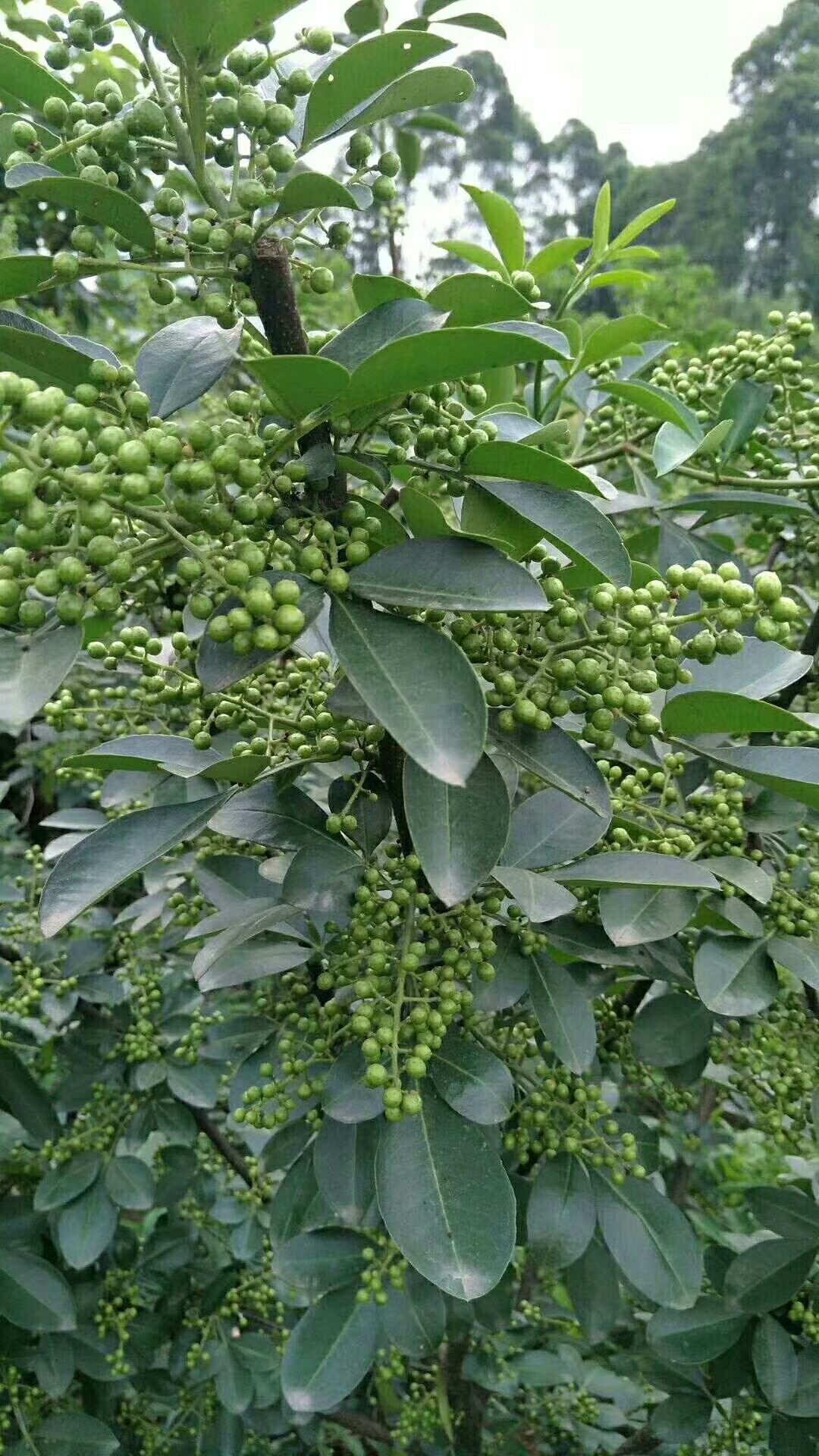  花椒苗 九叶青花椒苗 抗病强、成活率高，提供种植技术指导