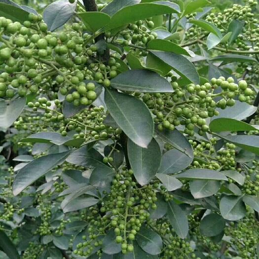 汉源县 花椒苗 九叶青花椒苗 抗病强、成活率高，提供种植技术指导