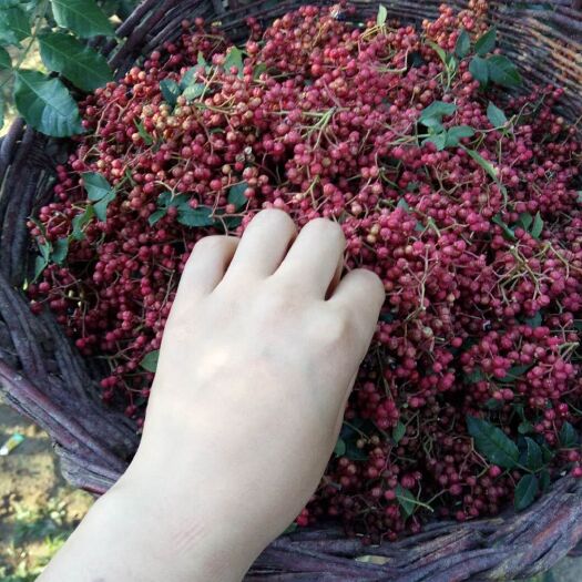 积石山县临夏花椒 干花椒 特级