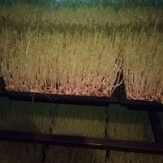 新余豌豆苗 5-10cm 人工种植
