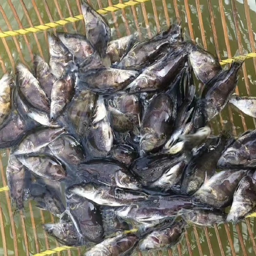 广州鳜鱼苗