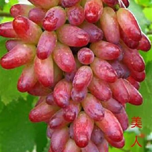 昌黎县美人指葡萄苗 