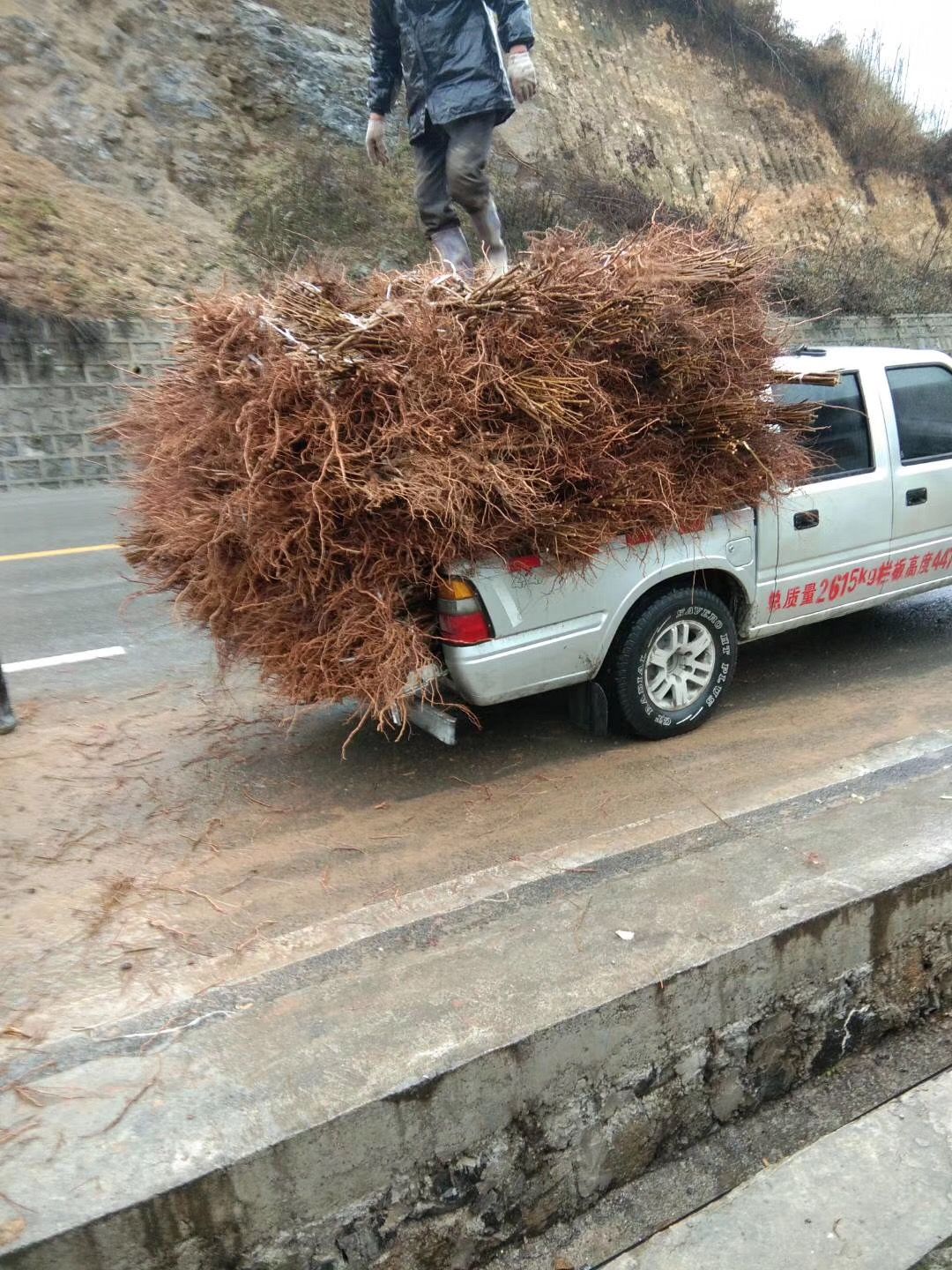 苍溪红心猕猴桃苗 嫁接苗 