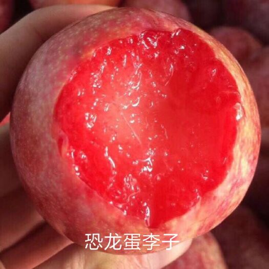恐龍蛋李子苗 
