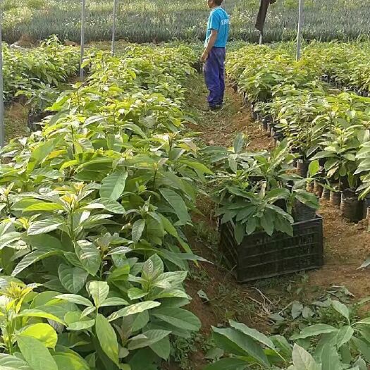 灵山县牛油果苗 0.5~1米