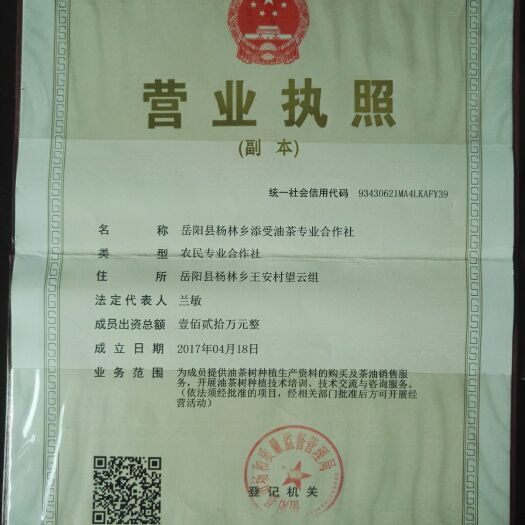 岳阳县油茶苗 