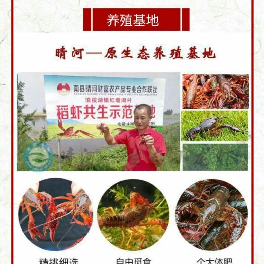 南县湖南南县小龙虾 2钱以下 塘虾 