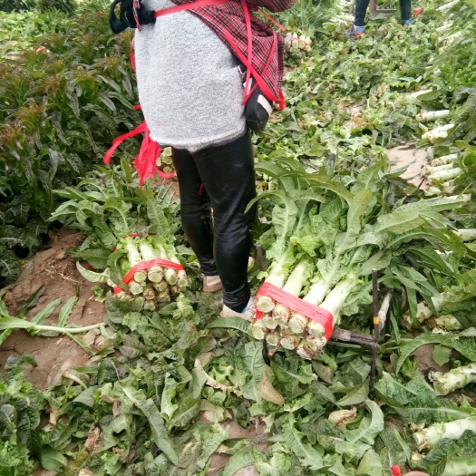通许县红叶莴笋  红叶香莴笋不起苔不空心量大产地直销