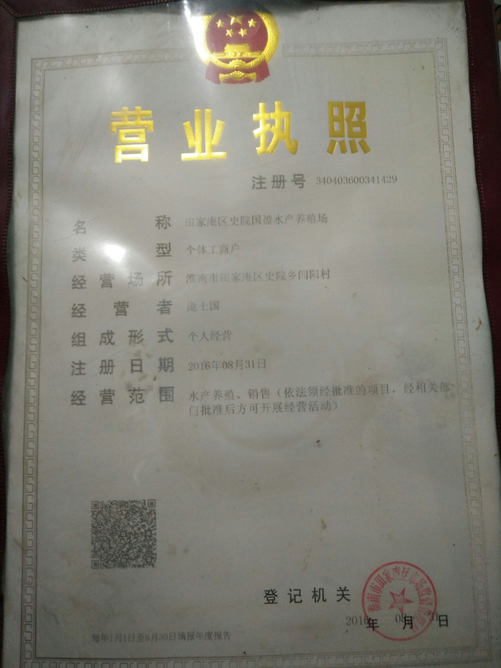 宽体金线蛭  宽体金线蛭