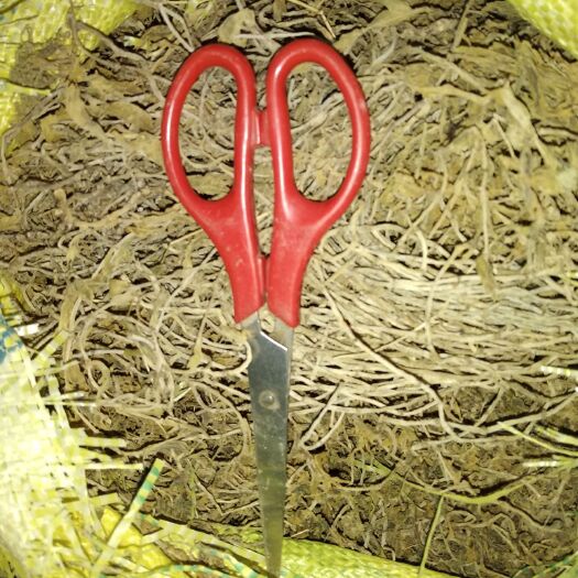 石阡县豆瓣菜  贵州铜仁无硫中药材垂盆草干货水洗晒干豆瓣草干品