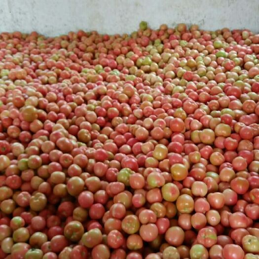 延津县粉果番茄 不打冷 硬粉 弧二以上