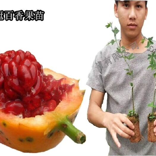 灵山县甜蜜蜜百香果苗 