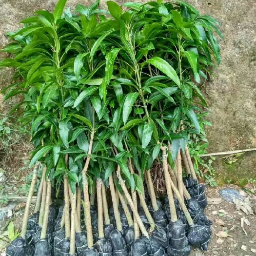 灵山县金煌芒果苗