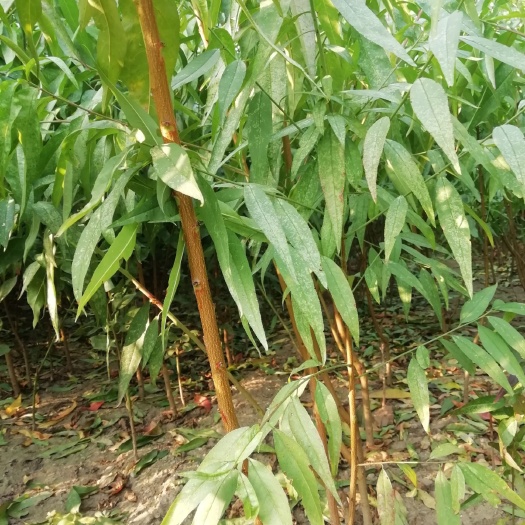 泰安春丽桃树苗 0.5~1米