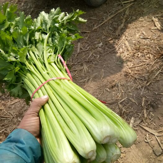 滑县滑县芹菜