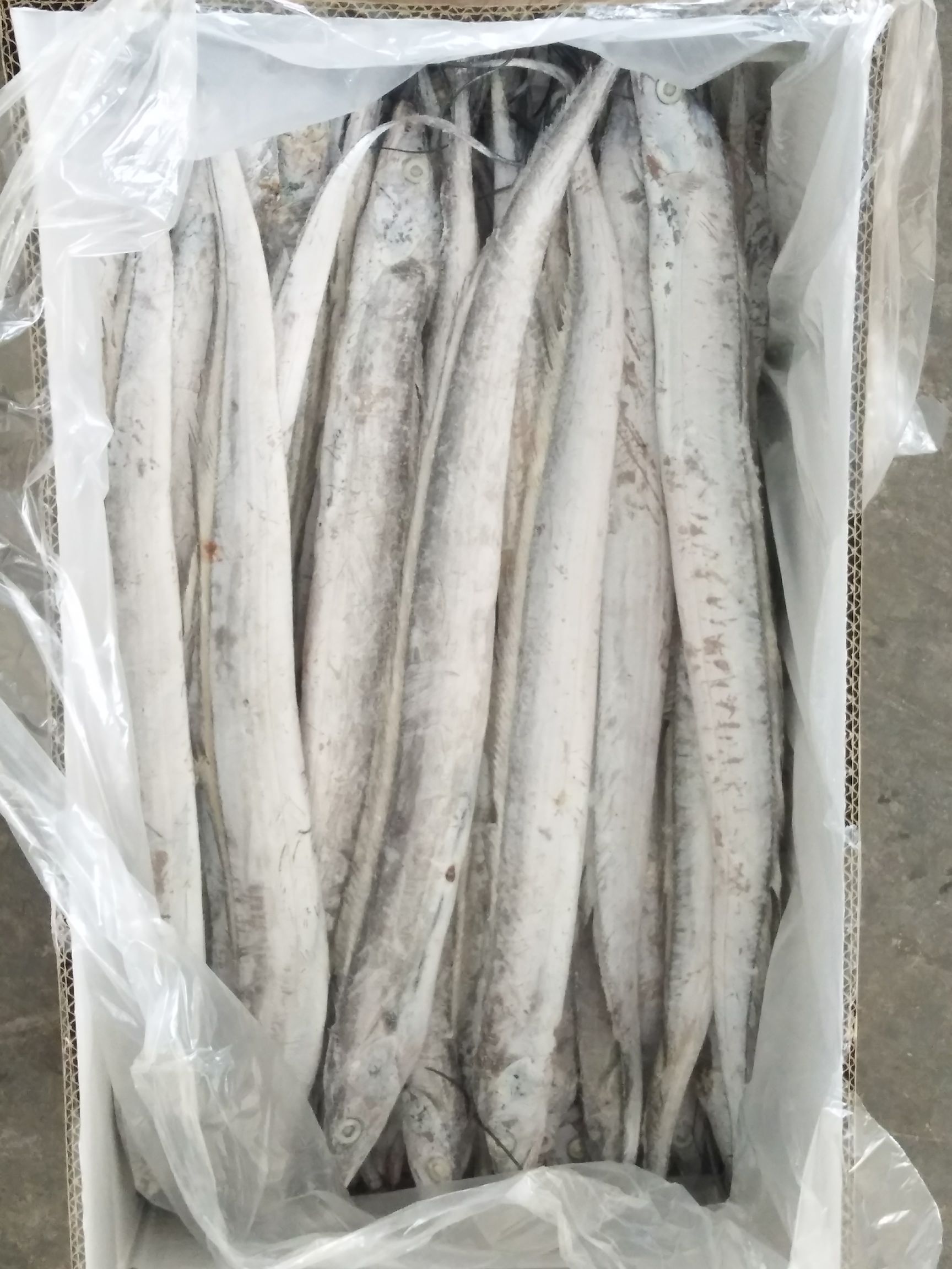 [东海带鱼批发] 东海国产带鱼干冰条冻包装价格8元/斤 