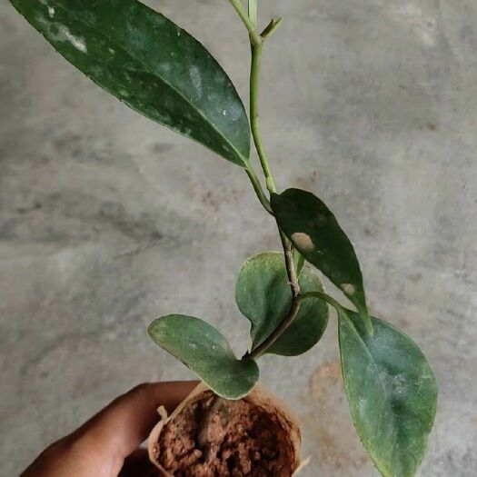 灵山县粉红黑老虎苗