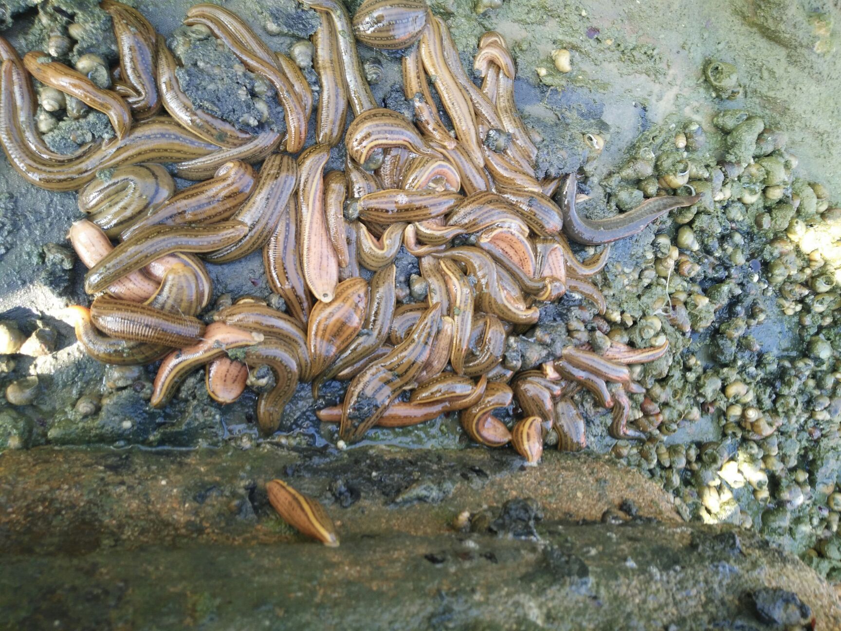 宽体金线蛭  宽体金线蛭