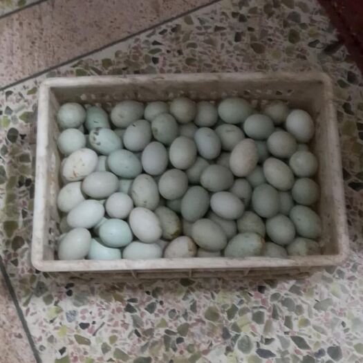 厦门青皮鸭蛋 箱装 食用