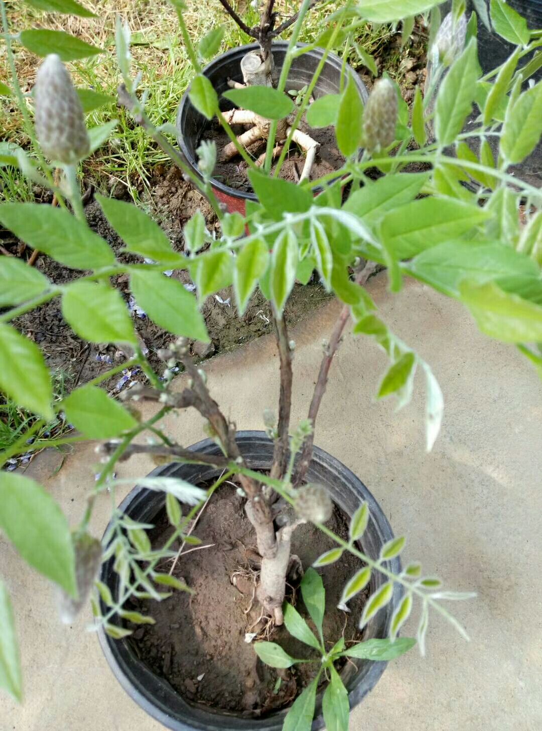 多花紫藤 紫水晶瀑布盆景苗