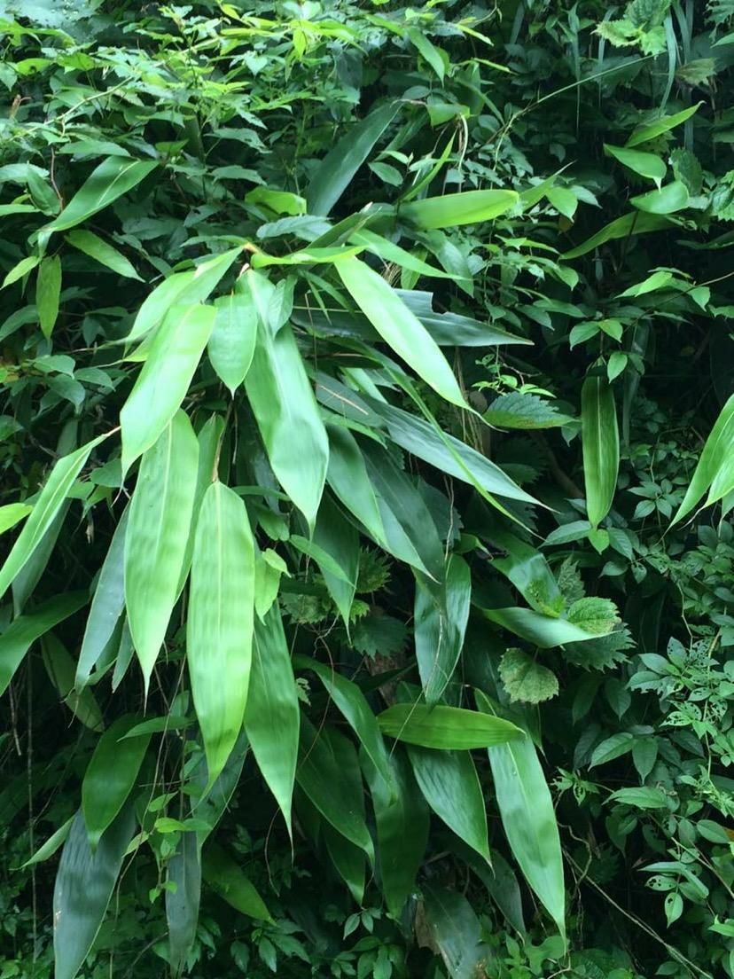  粽叶 粽粑叶
