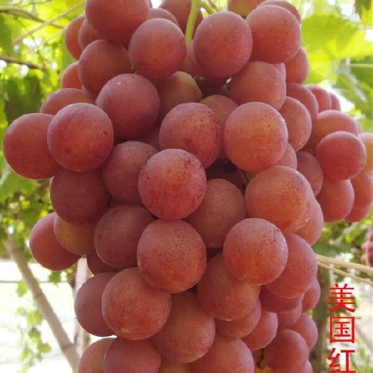 昌黎县美国红提苗
