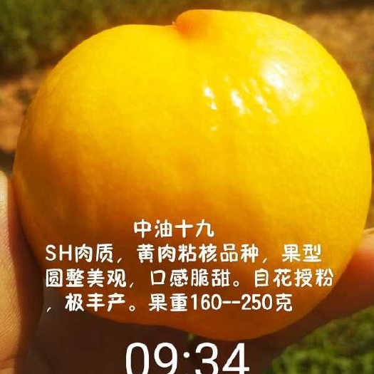 平邑县中油19油桃 1~1.5米