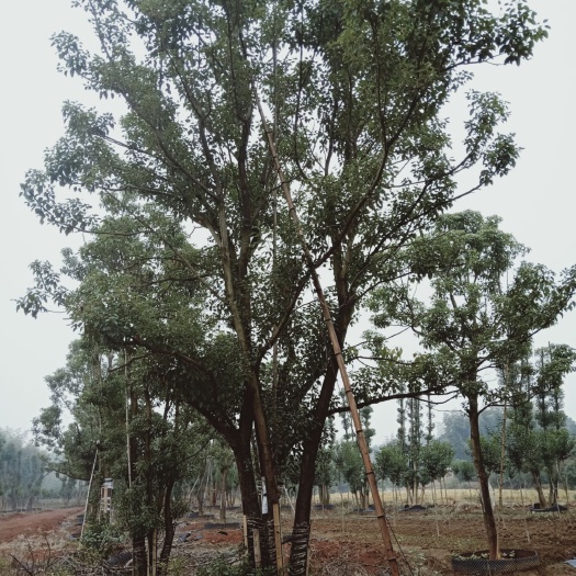 益阳丛生香樟 