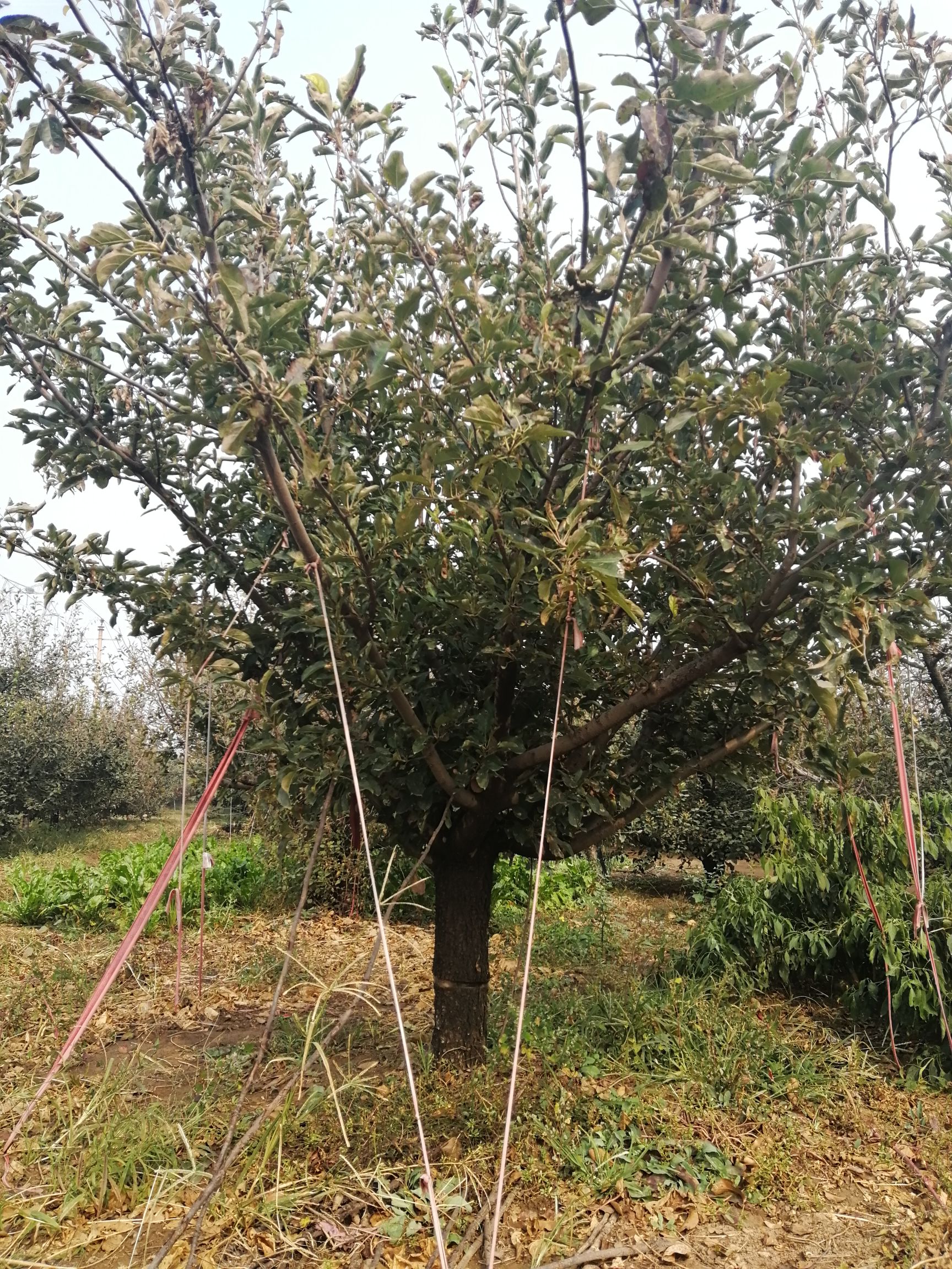 晋州市红富士苹果苗 2.0~2.5米