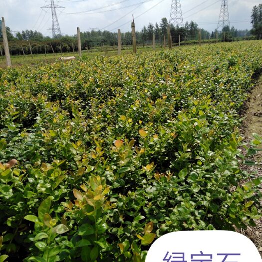 南陵县南高丛蓝莓苗